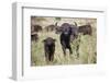 African Buffalo (Syncerus Caffer), Masai Mara National Reserve, Kenya, East Africa, Africa-Angelo Cavalli-Framed Photographic Print