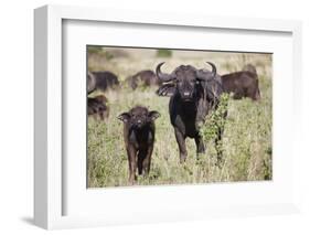 African Buffalo (Syncerus Caffer), Masai Mara National Reserve, Kenya, East Africa, Africa-Angelo Cavalli-Framed Photographic Print