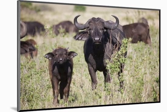 African Buffalo (Syncerus Caffer), Masai Mara National Reserve, Kenya, East Africa, Africa-Angelo Cavalli-Mounted Photographic Print
