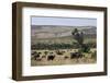 African Buffalo (Syncerus Caffer), Masai Mara National Reserve, Kenya, East Africa, Africa-Angelo Cavalli-Framed Photographic Print