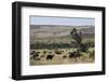 African Buffalo (Syncerus Caffer), Masai Mara National Reserve, Kenya, East Africa, Africa-Angelo Cavalli-Framed Photographic Print