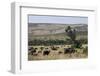 African Buffalo (Syncerus Caffer), Masai Mara National Reserve, Kenya, East Africa, Africa-Angelo Cavalli-Framed Photographic Print