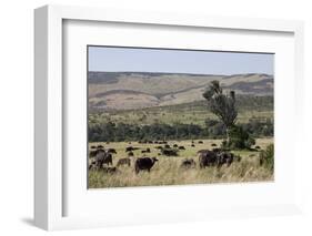 African Buffalo (Syncerus Caffer), Masai Mara National Reserve, Kenya, East Africa, Africa-Angelo Cavalli-Framed Photographic Print