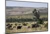 African Buffalo (Syncerus Caffer), Masai Mara National Reserve, Kenya, East Africa, Africa-Angelo Cavalli-Mounted Photographic Print