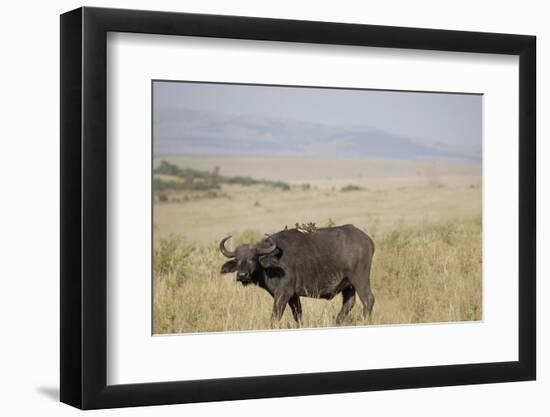 African Buffalo (Syncerus Caffer), Masai Mara National Reserve, Kenya, East Africa, Africa-Angelo Cavalli-Framed Photographic Print