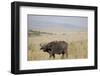 African Buffalo (Syncerus Caffer), Masai Mara National Reserve, Kenya, East Africa, Africa-Angelo Cavalli-Framed Photographic Print