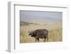 African Buffalo (Syncerus Caffer), Masai Mara National Reserve, Kenya, East Africa, Africa-Angelo Cavalli-Framed Photographic Print