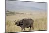 African Buffalo (Syncerus Caffer), Masai Mara National Reserve, Kenya, East Africa, Africa-Angelo Cavalli-Mounted Photographic Print