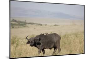 African Buffalo (Syncerus Caffer), Masai Mara National Reserve, Kenya, East Africa, Africa-Angelo Cavalli-Mounted Photographic Print