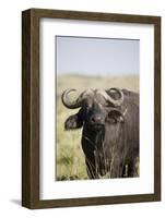 African Buffalo (Syncerus Caffer), Masai Mara National Reserve, Kenya, East Africa, Africa-Angelo Cavalli-Framed Photographic Print