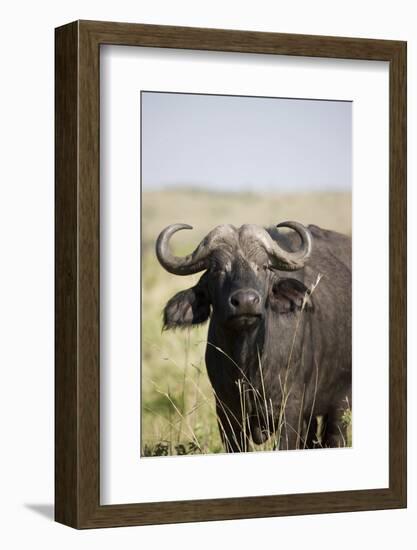 African Buffalo (Syncerus Caffer), Masai Mara National Reserve, Kenya, East Africa, Africa-Angelo Cavalli-Framed Photographic Print