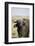 African Buffalo (Syncerus Caffer), Masai Mara National Reserve, Kenya, East Africa, Africa-Angelo Cavalli-Framed Photographic Print