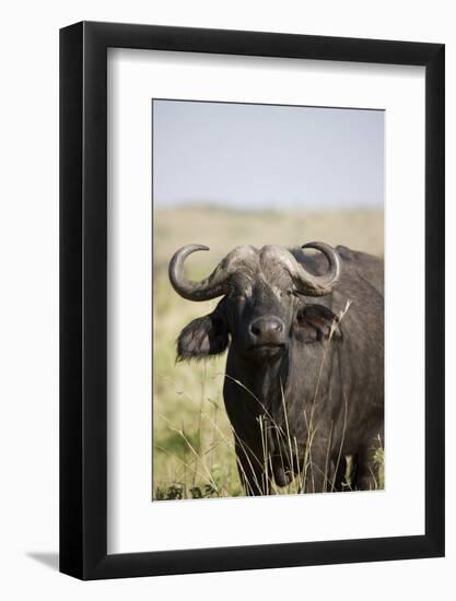 African Buffalo (Syncerus Caffer), Masai Mara National Reserve, Kenya, East Africa, Africa-Angelo Cavalli-Framed Photographic Print