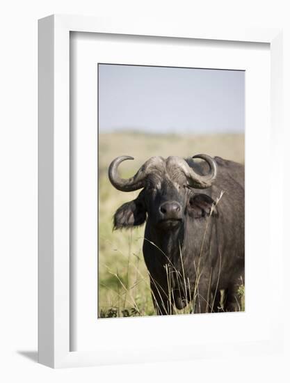 African Buffalo (Syncerus Caffer), Masai Mara National Reserve, Kenya, East Africa, Africa-Angelo Cavalli-Framed Photographic Print