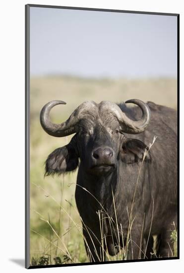 African Buffalo (Syncerus Caffer), Masai Mara National Reserve, Kenya, East Africa, Africa-Angelo Cavalli-Mounted Photographic Print