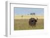 African buffalo (Syncerus caffer), Tsavo, Kenya.-Sergio Pitamitz-Framed Photographic Print