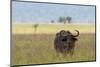 African buffalo (Syncerus caffer), Tsavo, Kenya.-Sergio Pitamitz-Mounted Photographic Print