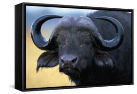 African Buffalo-Paul Souders-Framed Stretched Canvas
