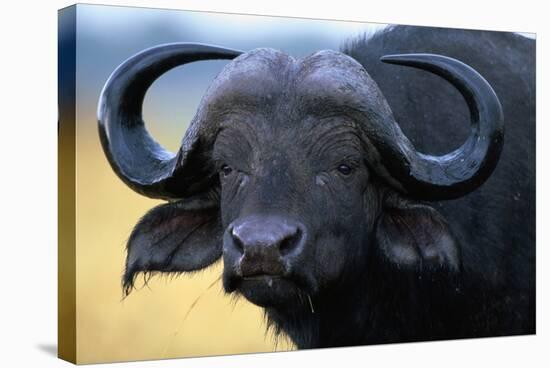 African Buffalo-Paul Souders-Stretched Canvas