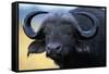 African Buffalo-Paul Souders-Framed Stretched Canvas