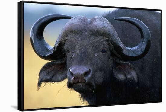 African Buffalo-Paul Souders-Framed Stretched Canvas