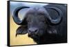 African Buffalo-Paul Souders-Framed Stretched Canvas