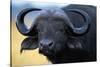 African Buffalo-Paul Souders-Stretched Canvas