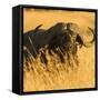 African Buffalo-Joe McDonald-Framed Stretched Canvas