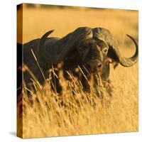 African Buffalo-Joe McDonald-Stretched Canvas