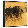 African Buffalo-Joe McDonald-Framed Stretched Canvas