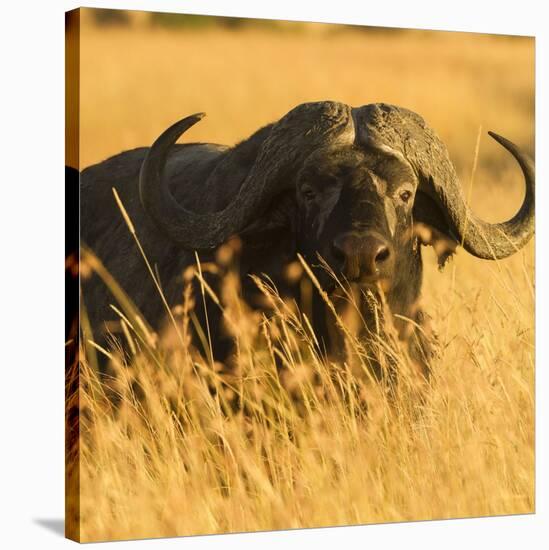 African Buffalo-Joe McDonald-Stretched Canvas