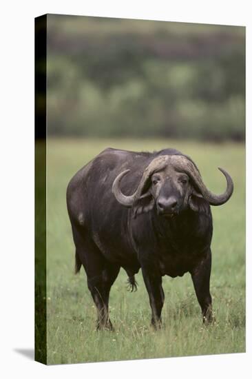 African Buffalo-DLILLC-Stretched Canvas