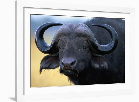 African Buffalo-Paul Souders-Framed Photographic Print