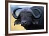 African Buffalo-Paul Souders-Framed Photographic Print