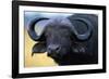 African Buffalo-Paul Souders-Framed Photographic Print