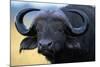 African Buffalo-Paul Souders-Mounted Photographic Print