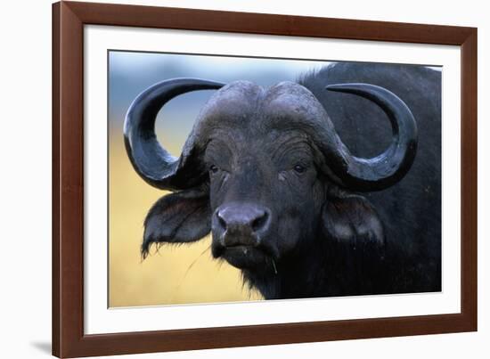 African Buffalo-Paul Souders-Framed Photographic Print