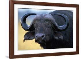 African Buffalo-Paul Souders-Framed Photographic Print