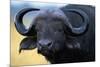 African Buffalo-Paul Souders-Mounted Photographic Print