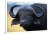 African Buffalo-Paul Souders-Framed Photographic Print