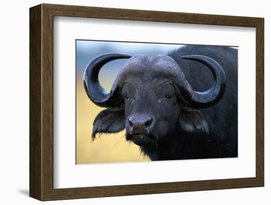 African Buffalo-Paul Souders-Framed Photographic Print