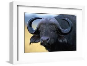 African Buffalo-Paul Souders-Framed Photographic Print