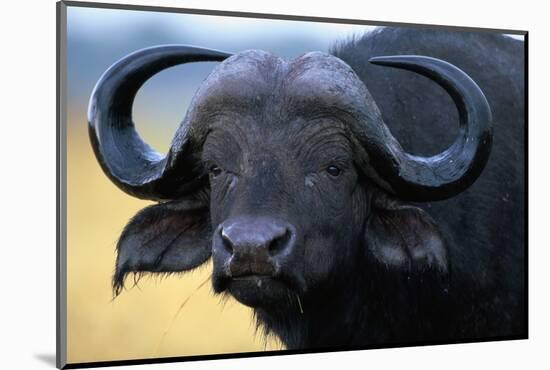 African Buffalo-Paul Souders-Mounted Photographic Print