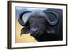 African Buffalo-Paul Souders-Framed Photographic Print