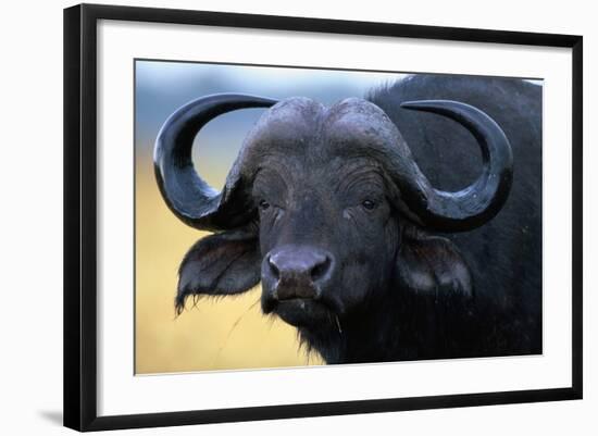 African Buffalo-Paul Souders-Framed Photographic Print