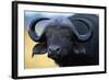 African Buffalo-Paul Souders-Framed Photographic Print