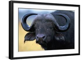 African Buffalo-Paul Souders-Framed Photographic Print