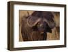 African Buffalo-DLILLC-Framed Photographic Print