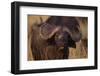 African Buffalo-DLILLC-Framed Photographic Print