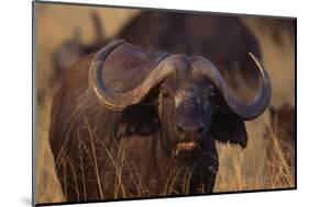 African Buffalo-DLILLC-Mounted Photographic Print